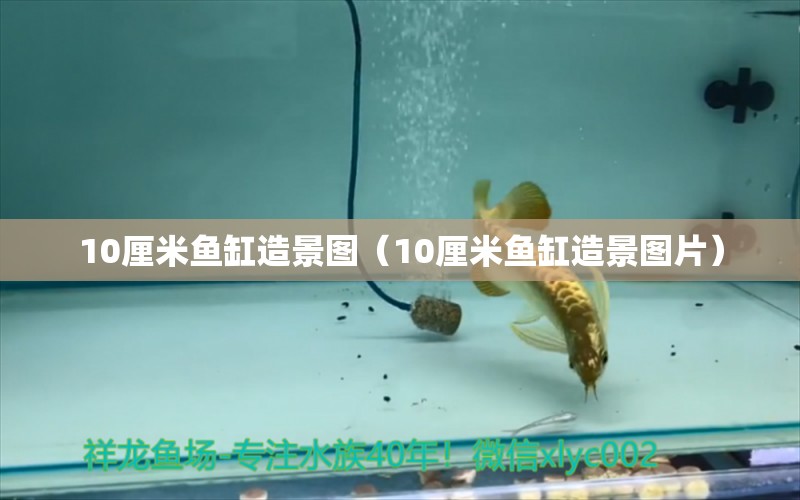 10厘米鱼缸造景图（10厘米鱼缸造景图片） 量子养鱼技术
