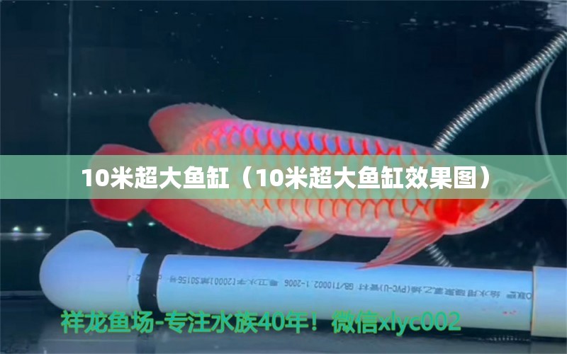 10米超大鱼缸（10米超大鱼缸效果图）