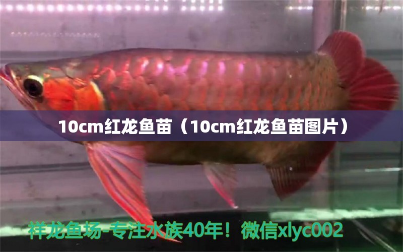 10cm红龙鱼苗（10cm红龙鱼苗图片）