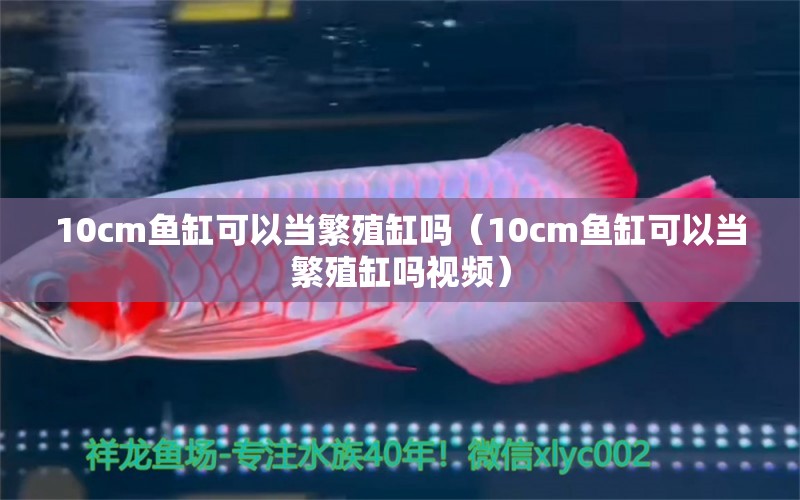 10cm鱼缸可以当繁殖缸吗（10cm鱼缸可以当繁殖缸吗视频） 鱼缸