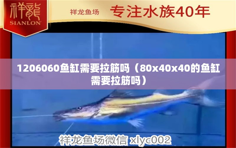1206060鱼缸需要拉筋吗（80x40x40的鱼缸需要拉筋吗） 黄金梦幻雷龙鱼