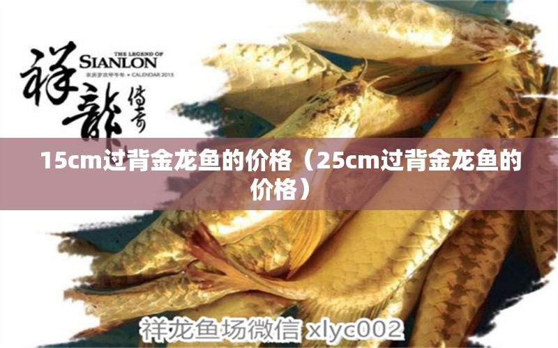 15cm过背金龙鱼的价格（25cm过背金龙鱼的价格） 皇冠黑白魟鱼