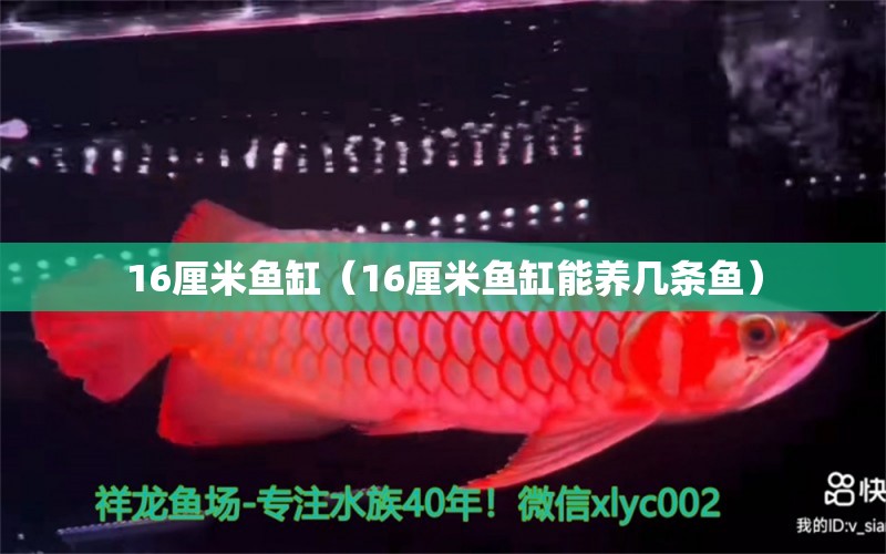 16厘米鱼缸（16厘米鱼缸能养几条鱼）