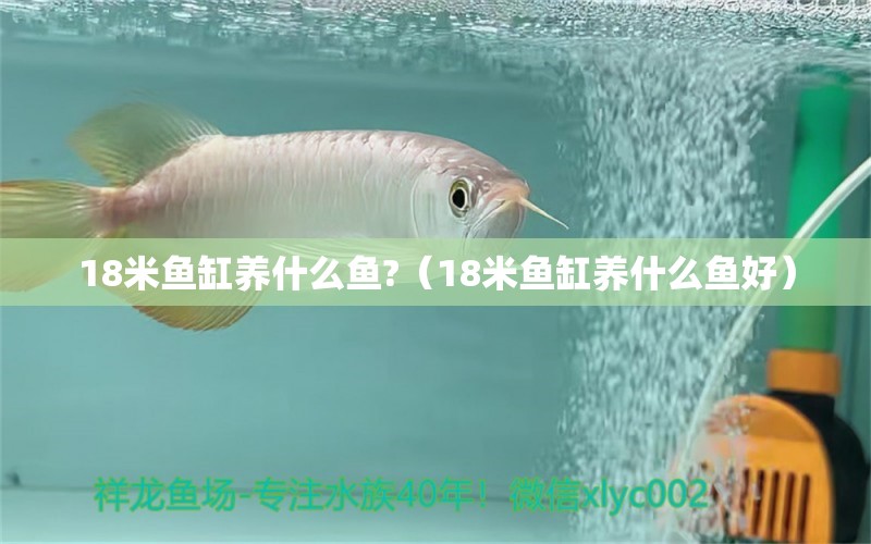 18米鱼缸养什么鱼?（18米鱼缸养什么鱼好）