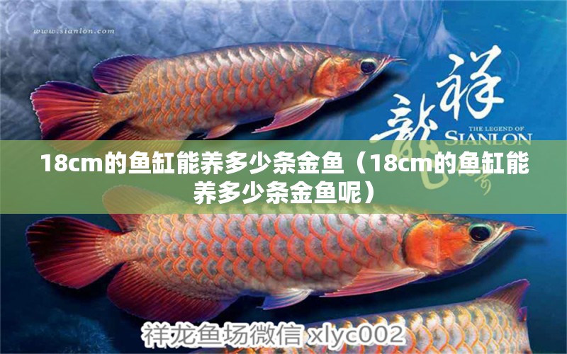 18cm的鱼缸能养多少条金鱼（18cm的鱼缸能养多少条金鱼呢）
