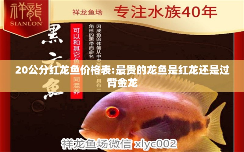 20公分红龙鱼价格表:最贵的龙鱼是红龙还是过背金龙 龙鱼百科