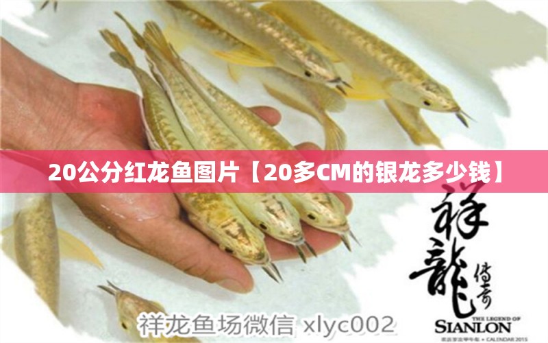 20公分红龙鱼图片【20多CM的银龙多少钱】