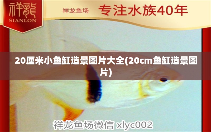 20厘米小鱼缸造景图片大全(20cm鱼缸造景图片) 红龙专用鱼粮饲料 第1张