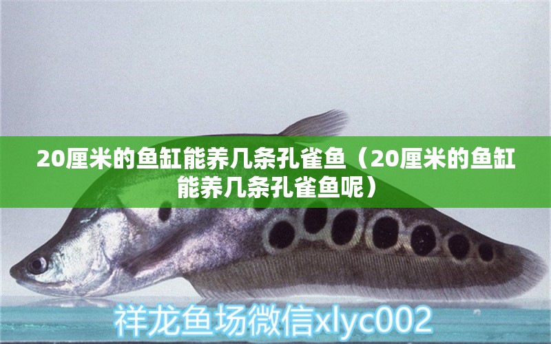 20厘米的鱼缸能养几条孔雀鱼（20厘米的鱼缸能养几条孔雀鱼呢）