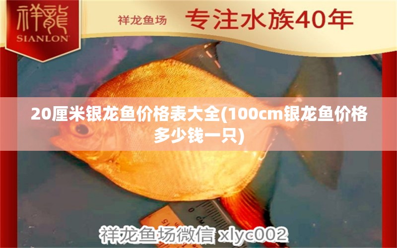 20厘米银龙鱼价格表大全(100cm银龙鱼价格多少钱一只) 银龙鱼