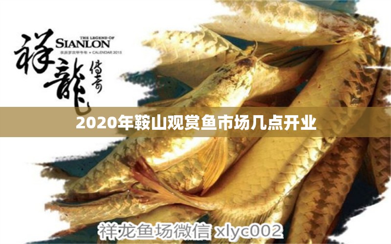 2020年鞍山观赏鱼市场几点开业