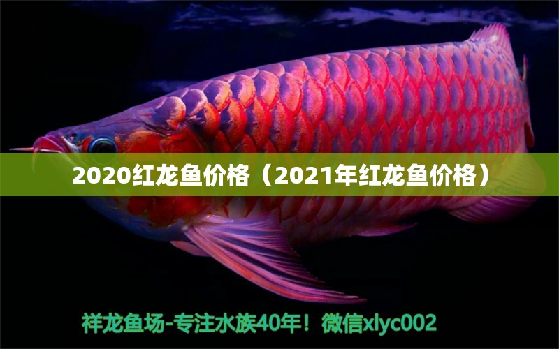 2020红龙鱼价格（2021年红龙鱼价格）