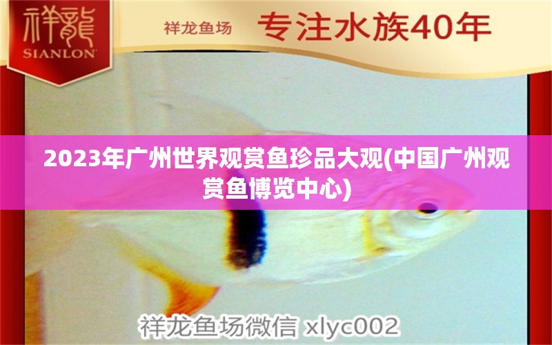 2023年广州世界观赏鱼珍品大观(中国广州观赏鱼博览中心) 大白鲨鱼