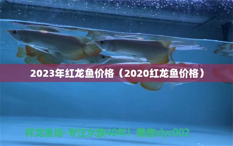2023年红龙鱼价格（2020红龙鱼价格）