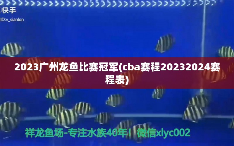 2023广州龙鱼比赛冠军(cba赛程20232024赛程表)