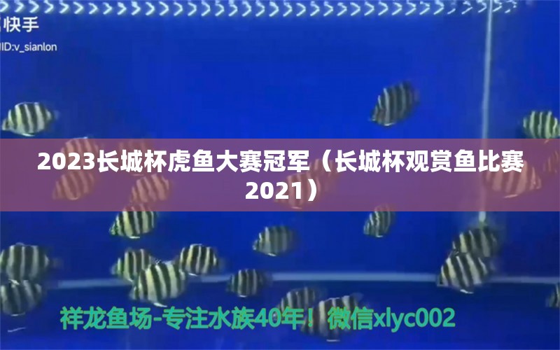 2023长城杯虎鱼大赛冠军（长城杯观赏鱼比赛2021）