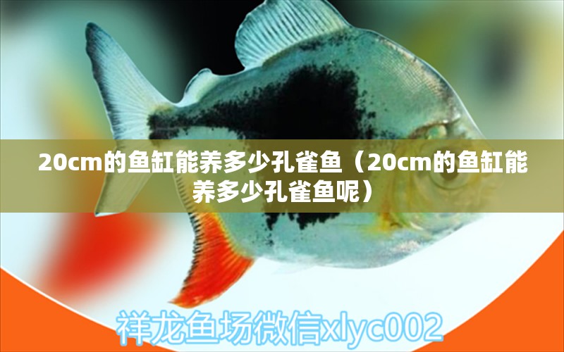 20cm的鱼缸能养多少孔雀鱼（20cm的鱼缸能养多少孔雀鱼呢）