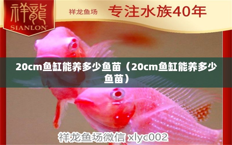 20cm鱼缸能养多少鱼苗（20cm鱼缸能养多少鱼苗）