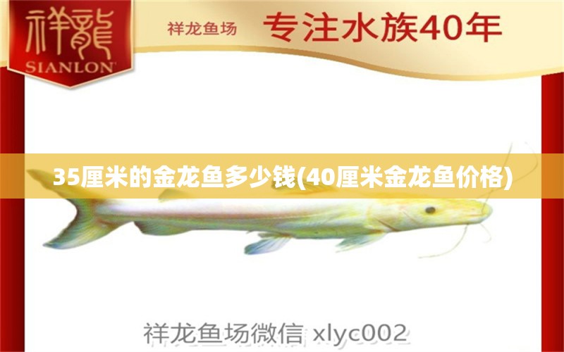 35厘米的金龙鱼多少钱(40厘米金龙鱼价格)