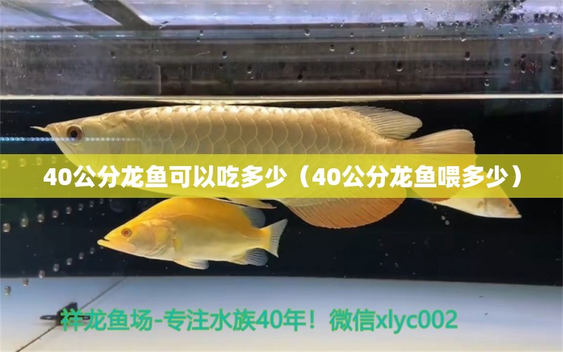 40公分龙鱼可以吃多少（40公分龙鱼喂多少） 祥龙水族医院
