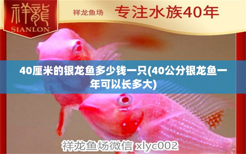 40厘米的银龙鱼多少钱一只(40公分银龙鱼一年可以长多大)