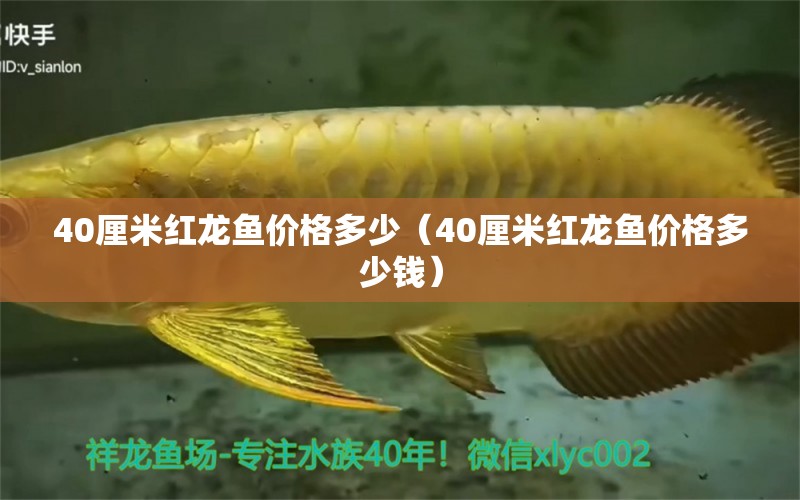 40厘米红龙鱼价格多少（40厘米红龙鱼价格多少钱）