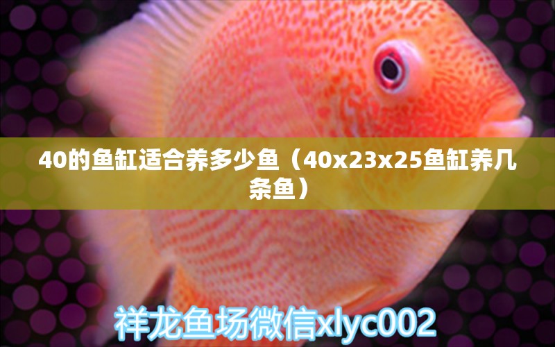 40的鱼缸适合养多少鱼（40x23x25鱼缸养几条鱼） 祥龙水族医院