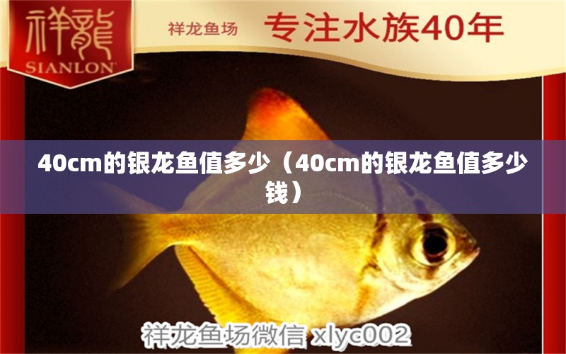 40cm的银龙鱼值多少（40cm的银龙鱼值多少钱）