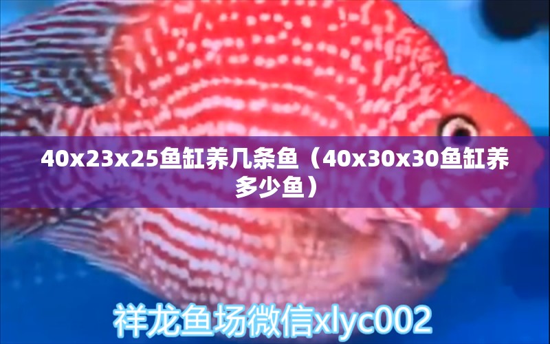 40x23x25鱼缸养几条鱼（40x30x30鱼缸养多少鱼）