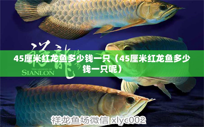 45厘米红龙鱼多少钱一只（45厘米红龙鱼多少钱一只呢） 印尼红龙鱼