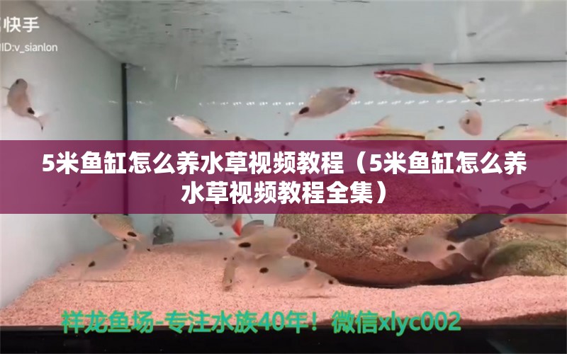 5米鱼缸怎么养水草视频教程（5米鱼缸怎么养水草视频教程全集）