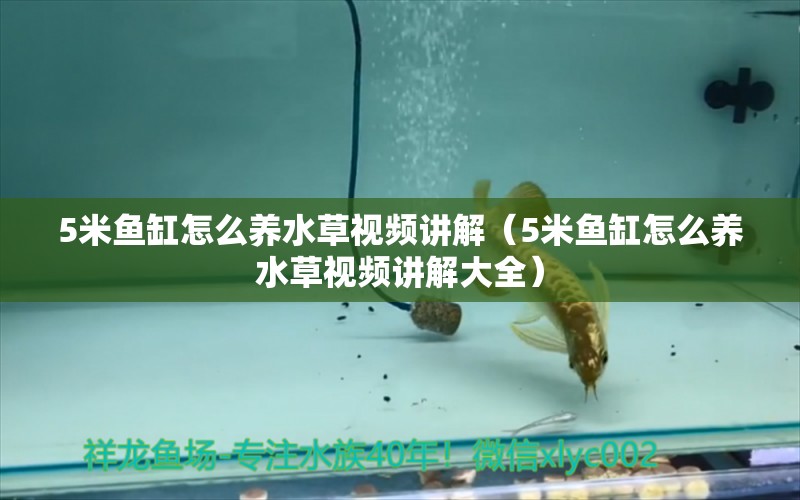 5米鱼缸怎么养水草视频讲解（5米鱼缸怎么养水草视频讲解大全）