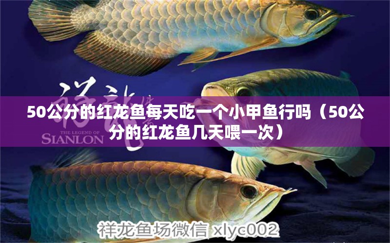 50公分的红龙鱼每天吃一个小甲鱼行吗（50公分的红龙鱼几天喂一次）