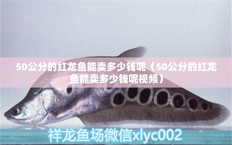 50公分的红龙鱼能卖多少钱呢（50公分的红龙鱼能卖多少钱呢视频）