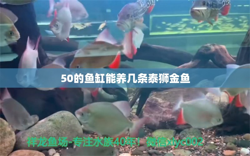 50的鱼缸能养几条泰狮金鱼