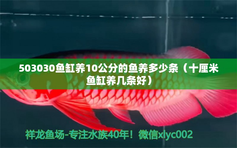 503030鱼缸养10公分的鱼养多少条（十厘米鱼缸养几条好）