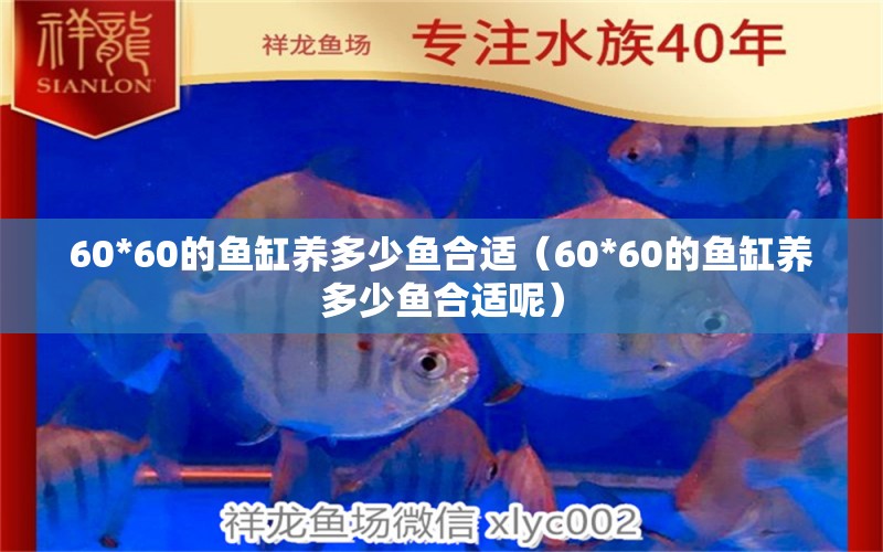 60*60的鱼缸养多少鱼合适（60*60的鱼缸养多少鱼合适呢）