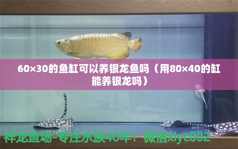 60×30的鱼缸可以养银龙鱼吗（用80×40的缸能养银龙吗）