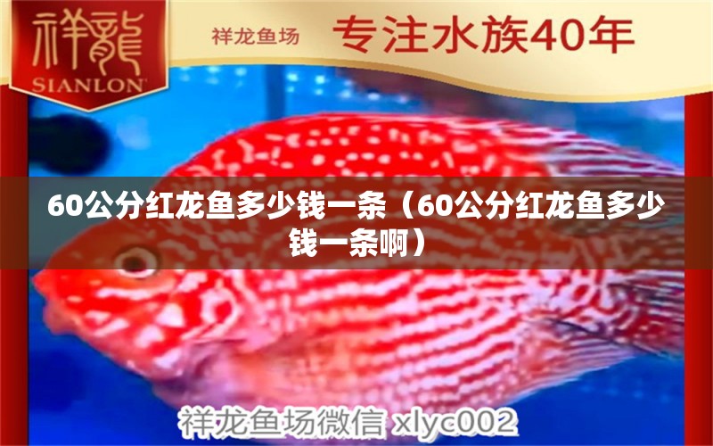 60公分红龙鱼多少钱一条（60公分红龙鱼多少钱一条啊） 印尼红龙鱼