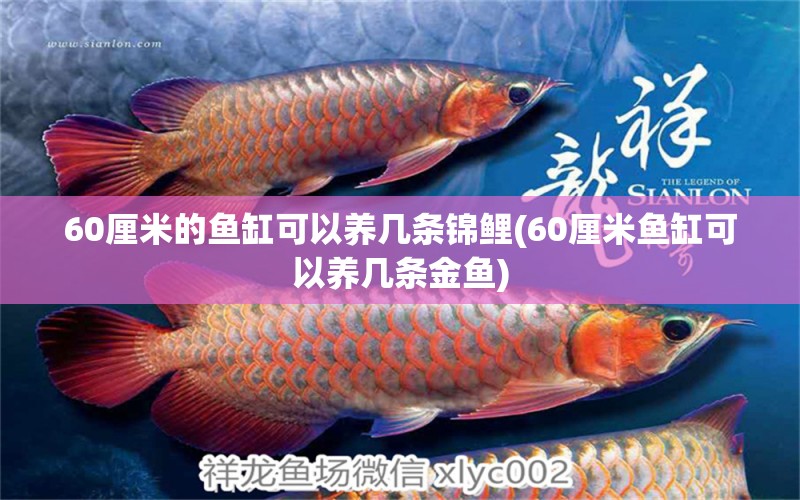 60厘米的鱼缸可以养几条锦鲤(60厘米鱼缸可以养几条金鱼) 祥龙鱼药系列