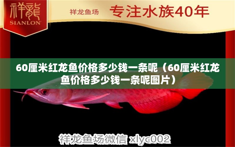 60厘米红龙鱼价格多少钱一条呢（60厘米红龙鱼价格多少钱一条呢图片）