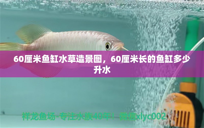 60厘米鱼缸水草造景图，60厘米长的鱼缸多少升水