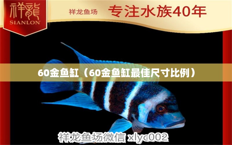 60金鱼缸（60金鱼缸最佳尺寸比例） 量子养鱼技术