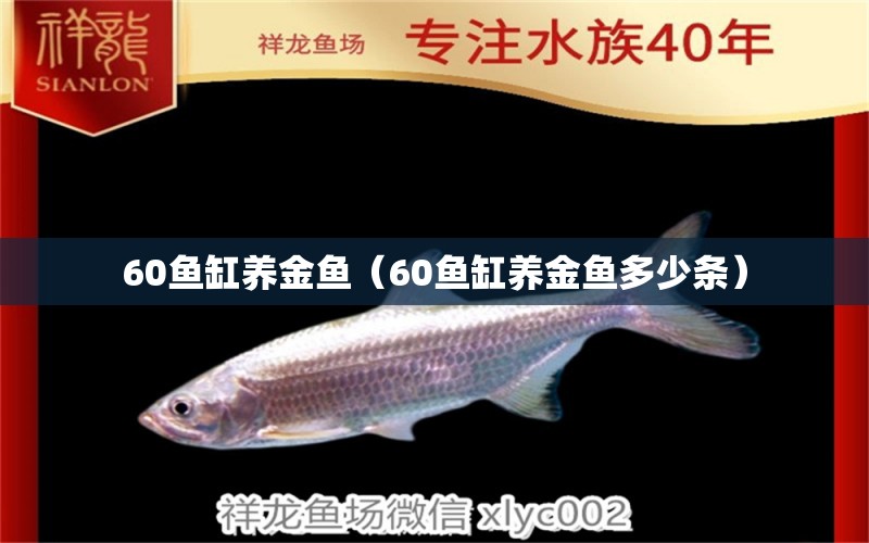 60鱼缸养金鱼（60鱼缸养金鱼多少条）