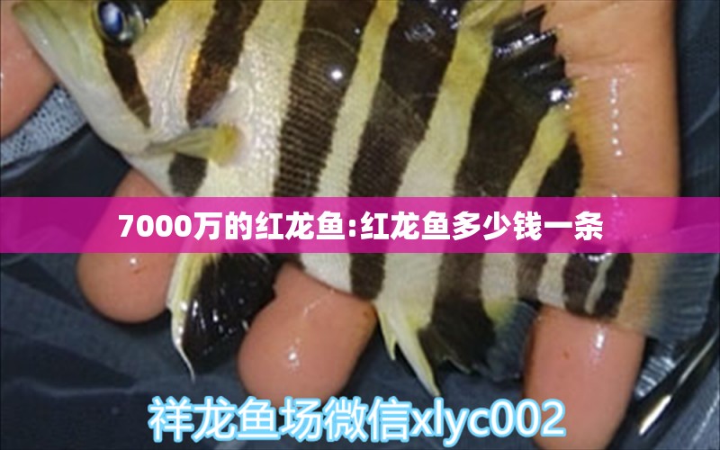 7000万的红龙鱼:红龙鱼多少钱一条 龙鱼 第1张