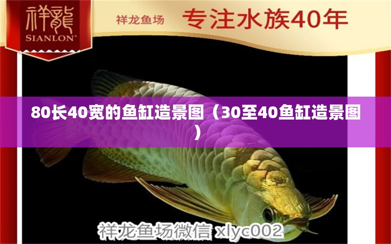 80长40宽的鱼缸造景图（30至40鱼缸造景图） B级过背金龙鱼