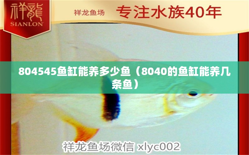 804545鱼缸能养多少鱼（8040的鱼缸能养几条鱼）