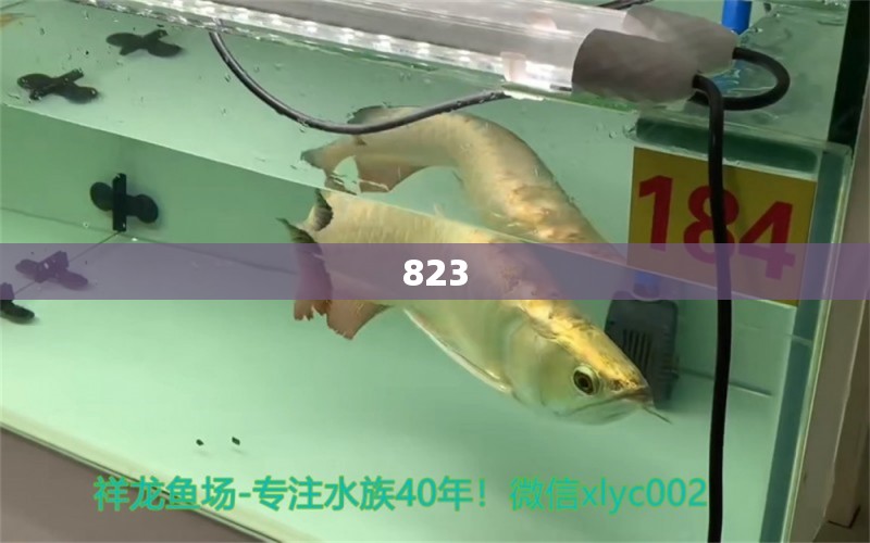 823 鱼粮鱼药