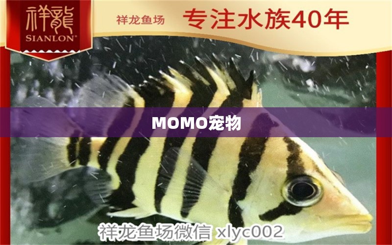 MOMO宠物 观赏鱼市场（混养鱼）