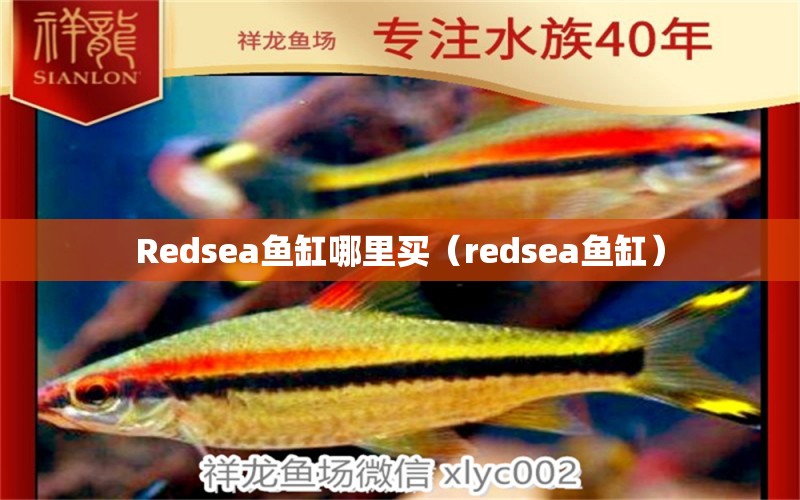 Redsea鱼缸哪里买（redsea鱼缸）